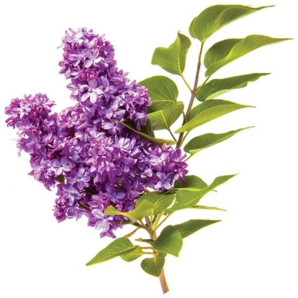 Conditionneur VolumeCare CHI 355ML 2 Conditionneur VolumeCare CHI 355ML – Image 2