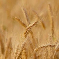 Duo Soins Repigmentants Blond Blé De Provence Fauvert Professionnel -Hair Pro Promos Magasin duo soins repigmentants blond ble de provence fauvert professionnel 3