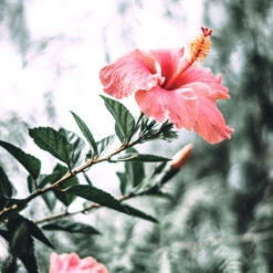 Masque Couleur N°5 Back-bar Farmavita 250ML -Hair Pro Promos Magasin masque couleur n5 back bar farmavita 250ml 2