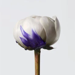 Shampoing Violet Anti Mauvais-reflets Yubi Blonde Shu Uemura 300ML 8 Shampoing Violet Anti Mauvais-reflets Yubi Blonde Shu Uemura 300ML -Hair Pro Promos Magasin shampoing violet anti mauvais reflets yubi blonde shu uemura 300ml 3