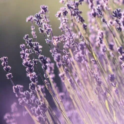 Shampooing Quotidien Douceur Back-bar Farmavita 250ML 5 Shampooing Quotidien Douceur Back-bar Farmavita 250ML -Hair Pro Promos Magasin shampooing quotidien douceur back bar farmavita 250ml 2