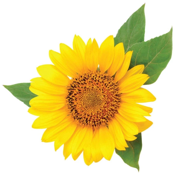 Shampooing ShineCare CHI 355ML 2 Shampooing ShineCare CHI 355ML – Image 2